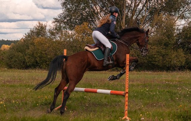 A Guide To Show Jumping Fences